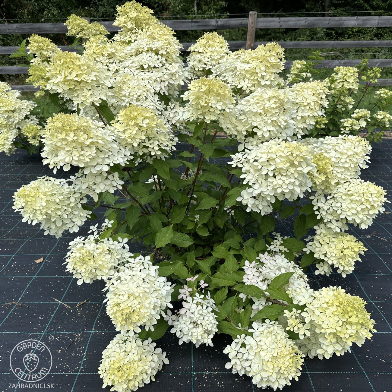 Obrázok Hortenzia metlinatá (Hydrangea paniculata) ´SILVER DOLLAR´ - výška 20-30 cm, kont. C2L